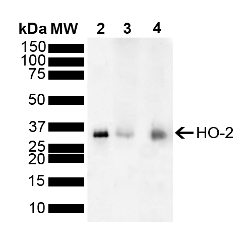 WB - HO-2 Antibody ASM10648